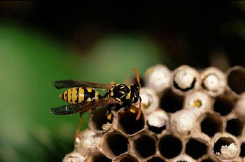 Avispa cómún (Polistes gallicus)