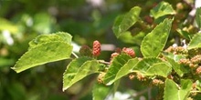 Morera - Fruto (Morus alba)