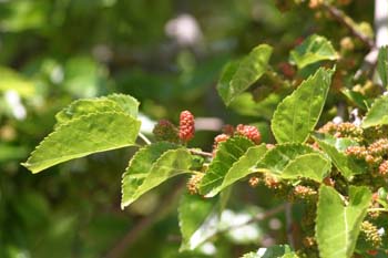 Morera - Fruto (Morus alba)