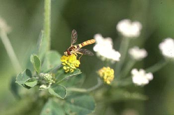 Mosca cernícalo (Melanostoma sp.)