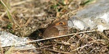 Erebia pirenaica oscura (Erebia gorgone)