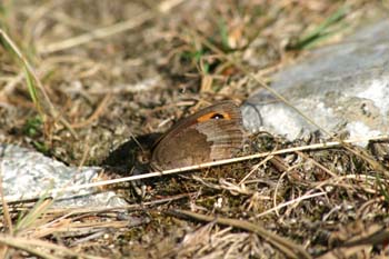 Erebia pirenaica oscura (Erebia gorgone)