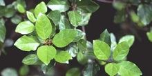 Durillo (Viburnum tinus)