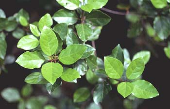 Durillo (Viburnum tinus)