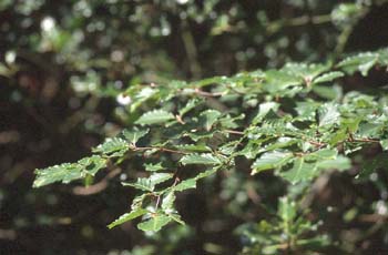 Haya - Hoja (Fagus silvatica)