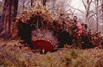 Pino resinero - Agresión (Pinus pinea)