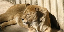 León (Panthera leo)