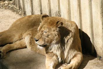 León (Panthera leo)