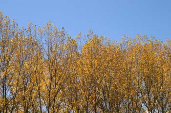 Chopo temblón - Chopera (Populus tremula)