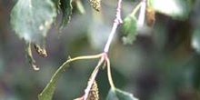 Abedul llorón - Frutos (Betula pendula)