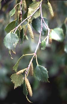 Abedul llorón - Frutos (Betula pendula)