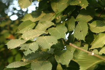 Olmo montano - Hojas (Ulmus glabra)