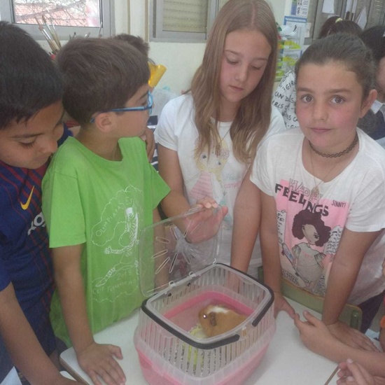 Cuarto A y B celebra el Día de la Familia con sorpresas..._CEIP FDLR_Las Rozas 4