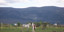Caballos con Sierra de Guadarrama de fondo, Segovia, Castilla y