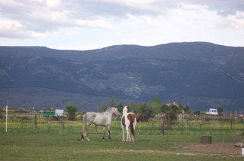 Caballos con Sierra de Guadarrama de fondo, Segovia, Castilla y