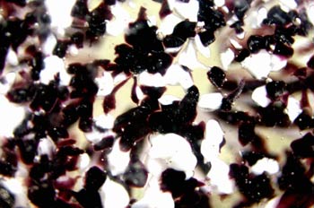 Flores negras y blancas