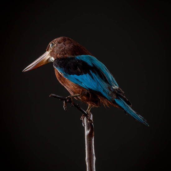 IES_ISABELLACATOLICA_BIOLOGIA_570