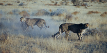 Lucha de guepardos, Namibia
