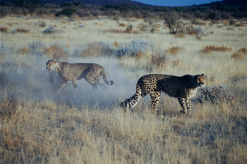 Lucha de guepardos, Namibia