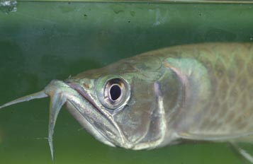 Arowana (Osteoglossum bicirrhosum)