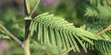 Mimosa - hoja (Acacia dealbata)