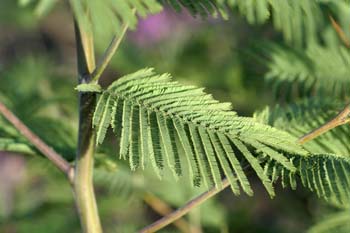 Mimosa - hoja (Acacia dealbata)