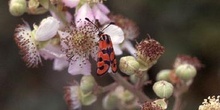 Zigena (Zygaena sp,)