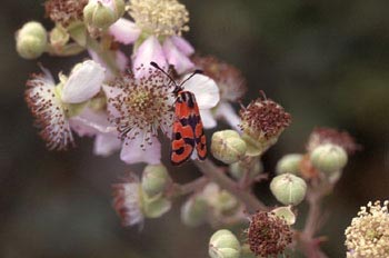 Zigena (Zygaena sp,)