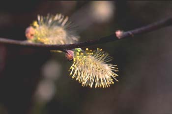 Sauce - Flor masc. (Salix sp.)