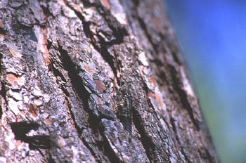 Cigarra (Cicada sp.)