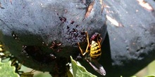 Vespula vulgaris (España)