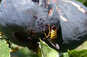 Vespula vulgaris (España)