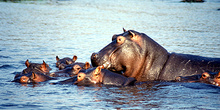 Familia de Hipopótamos, Botswana