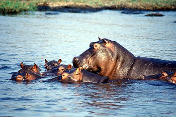 Familia de Hipopótamos, Botswana