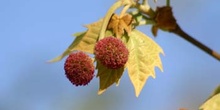 Plátano - Flor masc. (Platanus orientalis)