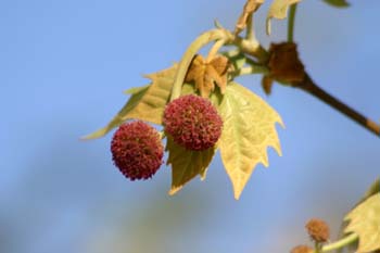 Plátano - Flor masc. (Platanus orientalis)