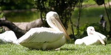 Pelícano gris (Pelecanus rifescens)