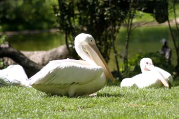 Pelícano gris (Pelecanus rifescens)