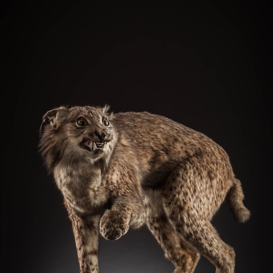 IES_SANISIDRO_MUSEO_Zoolgía_133