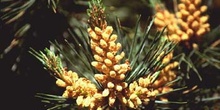 Pino silvestre - flor (Pinus sylvestris)