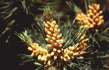 Pino silvestre - flor (Pinus sylvestris)