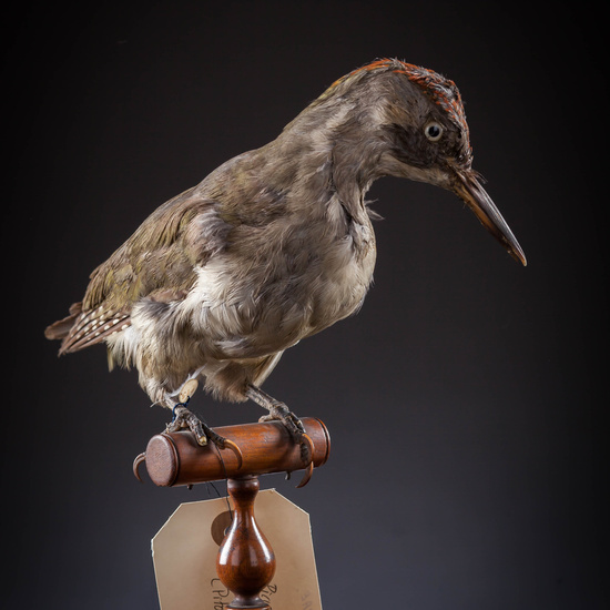 IES_SANISIDRO_MUSEO_Aves_033