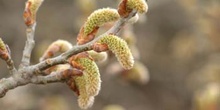 álamo blanco - Yema de flor masc. (Populus alba)