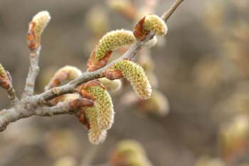 álamo blanco - Yema de flor masc. (Populus alba)