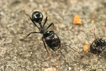 Hormiga (Messor gen.)