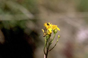 Jacobea - Oruga (Tyria jacobaeae)