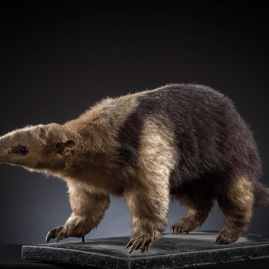 IES_SANISIDRO_MUSEO_Zoolgía_152