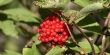 Saúco rojo - Frutos (Sambucus racemosa)