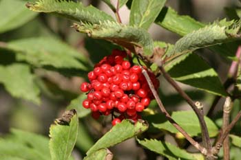 Saúco rojo - Frutos (Sambucus racemosa)