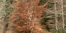 Haya - Bosque (Fagus silvatica)